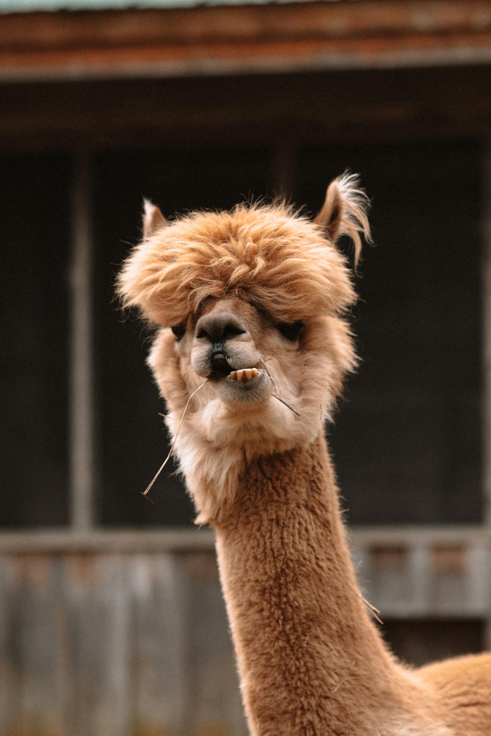Charming close-up of a llama at a farm, showcasing its unique hairstyle.