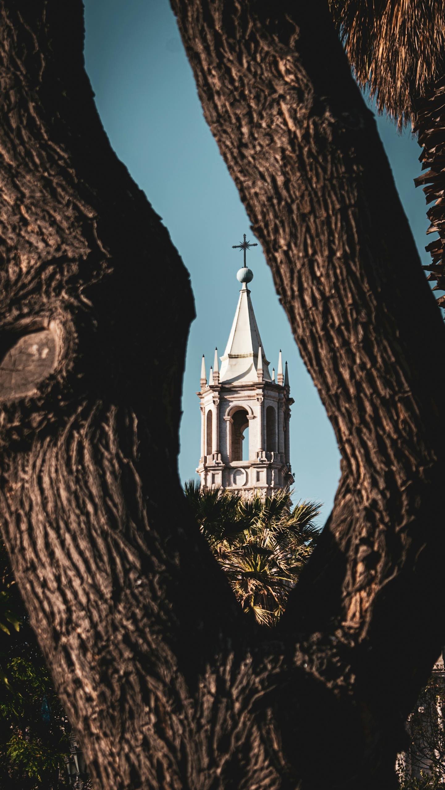 A picturesque view of Arequipa Cathedral tower framed by tree trunks under a clear sky.