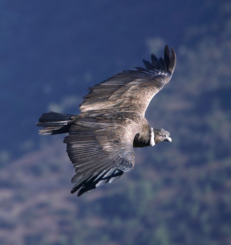 A majestic Andean condor soaring over mountain landscape, showcasing its expansive wingspan.